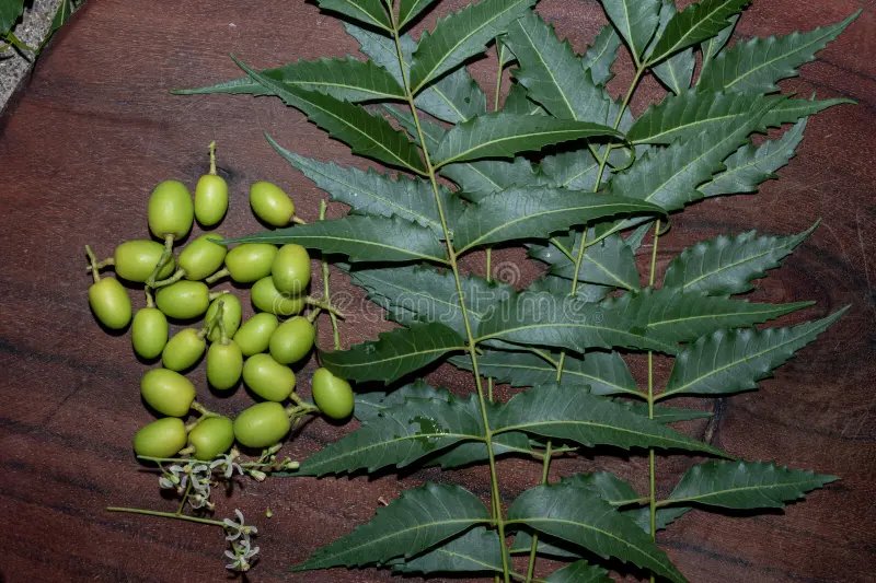 Azadirachta indica